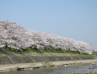 皆添橋の桜並木