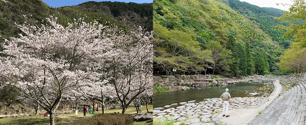 桜の名所として知られる「千石公園」など、宮若市にも美しい自然が息づいている。桜の写真は、同公園で遠藤さんが撮影したもの。