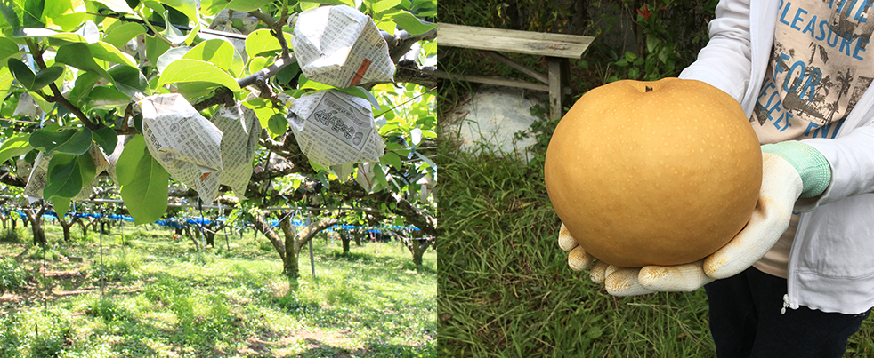 夫婦で営む果樹園。大きなものでは1玉1kgを超える大玉の梨が収穫できます。