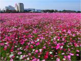 キリン花園
