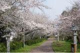 甘木公園（丸山公園）