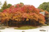 千如寺大悲王院