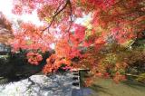 紅葉狩り