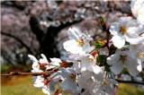 駕与丁公園の桜