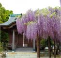 上高場の大藤