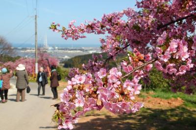 静豊園の河津桜