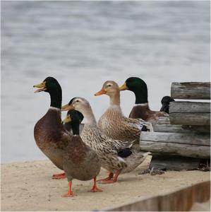 花鶴が浜公園