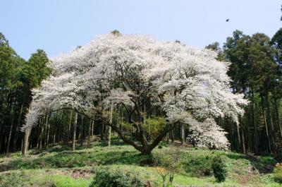 二丈松国大山桜