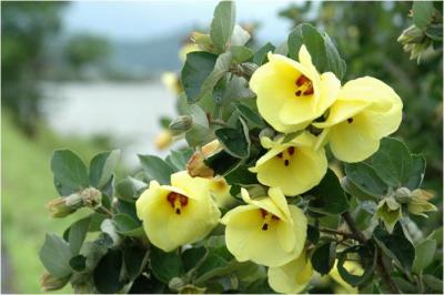 市の花　「はまぼう」