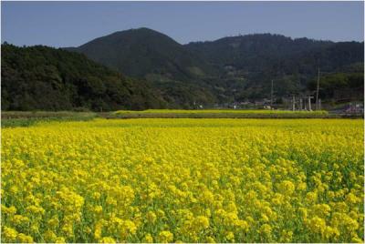 菜の花広がる春の篠栗