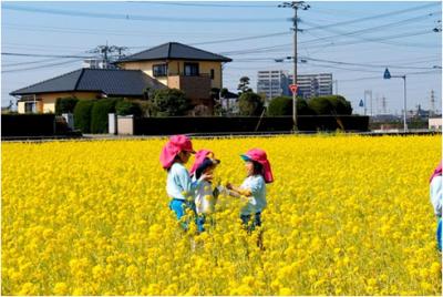 江辻区　菜の花畑