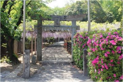 熊野神社　藤棚