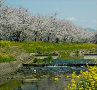 草場川の桜並木