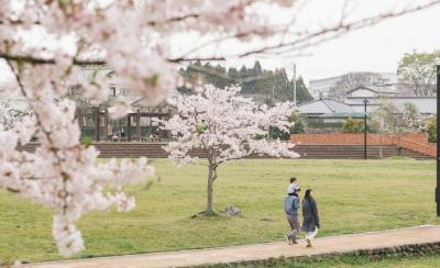 隠れた桜の名所　大刀洗