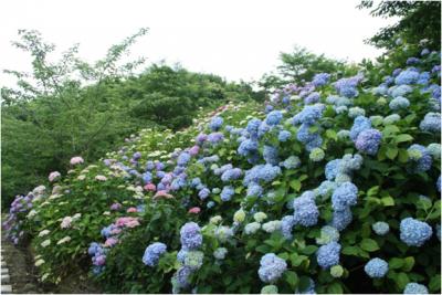 金山アジサイ園