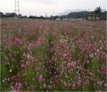 花公園（コスモス）