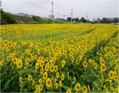 花公園（ひまわり）　