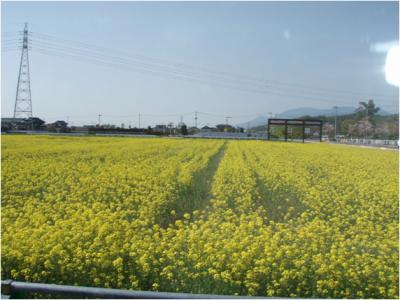 花公園（菜の花）