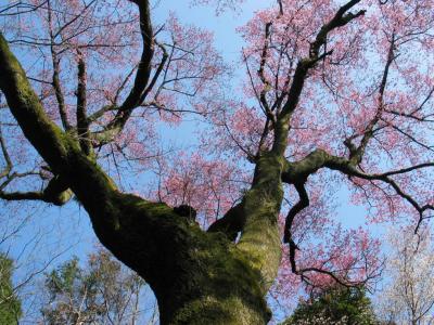 緋色・淡桜色の花咲く「源平桜」