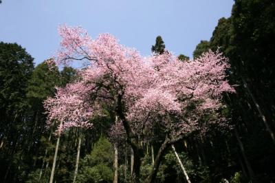 町木（エドヒガン）