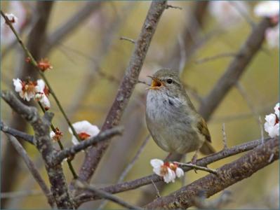 町鳥（ウグイス）