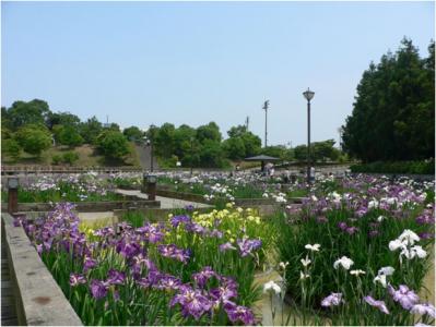 花しょうぶ