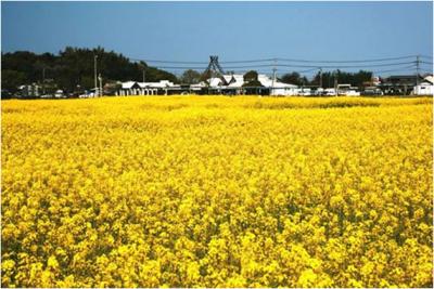 大ノ瀬官衙遺跡の菜の花