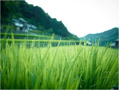 棚田の風景