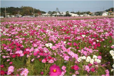 大ノ瀬官衙遺跡のコスモス