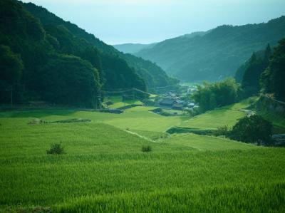 棚田の風景