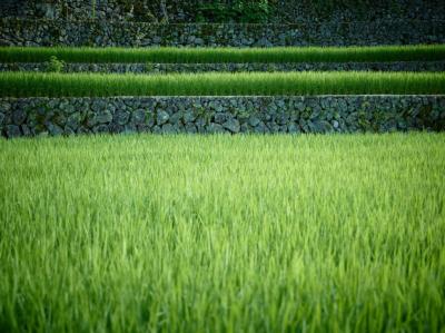 棚田の風景（石垣）