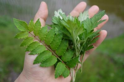 野草摘み