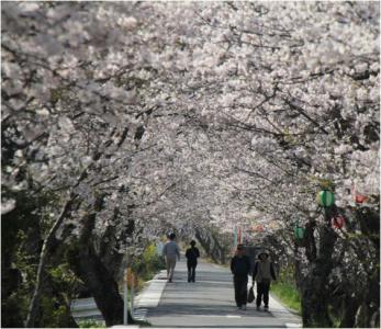 桜土手