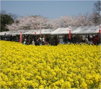なの花祭り