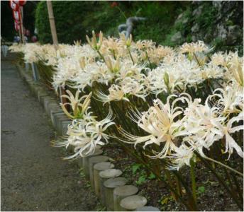 白い彼岸花まつり