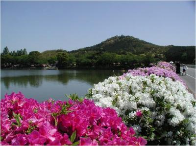 花立山のつつじ：春には、池のほとりがつつじで彩られます。