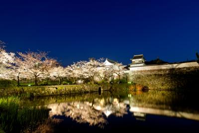 大濠公園　桜のライトアップ