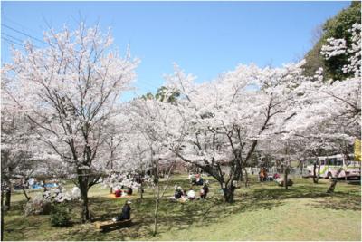 添田公園　桜