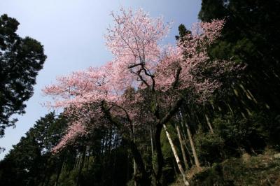 県内最古のエドヒガン「虎尾桜」