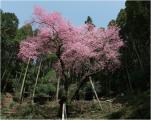 県内最大最古のエドヒガン「虎尾桜」