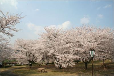 牛頭天皇公園の桜