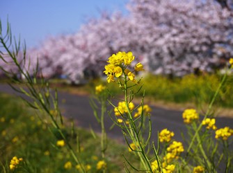 春になると、町の施設「ふれあいセンター」周辺は、桜や菜の花で彩られます