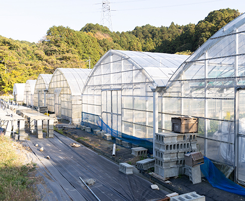 福岡県農業大学校の研修施設。ビニールハウスや露地で野菜や果物、花などを育てている。