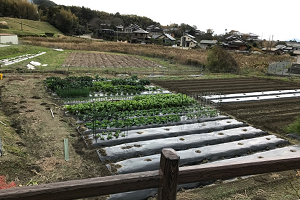 糸島ファーム