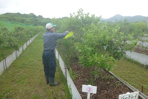 山の里自然農園